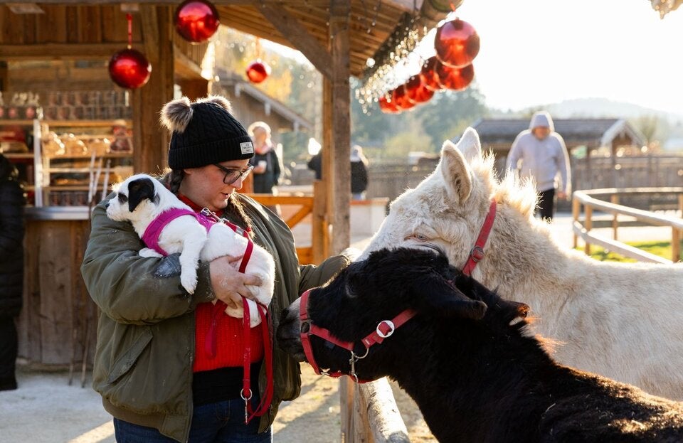 Das tierischste Advent-Erlebnis des Jahres: Weihnachtszauber auf Gut Aiderbichl