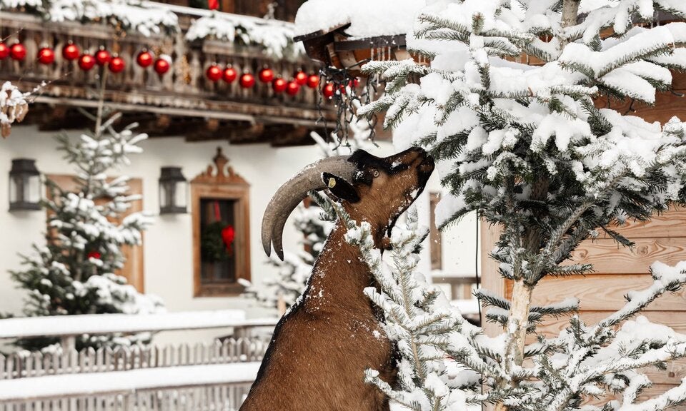 Das tierischste Advent-Erlebnis des Jahres: Weihnachtszauber auf Gut Aiderbichl
