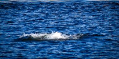 Seltener Gast in Wismar: Wal verirrt sich in deutschem Hafenbecken