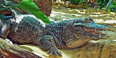 Haus des Meeres: &Auml;ltester Bewohner tot