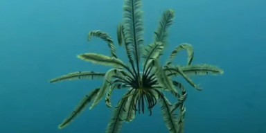 seayouunderwater/Instagram