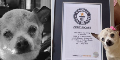 &Auml;ltester Hund der Welt im Alter von 22 Jahren gestorben.png