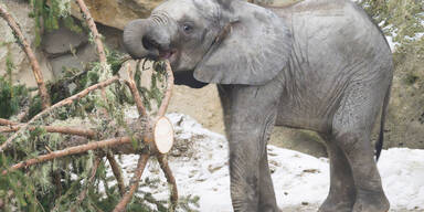 Eine 18-Meter-&Uuml;berraschung f&uuml;r Sch&ouml;nbrunns Elefanten