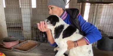 &auml;ltere tiere adoptieren