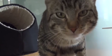 &auml;ltere tiere adoptieren.PNG