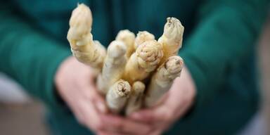 Verz&ouml;gerung bei Start von Spargelernte im Marchfeld