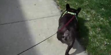 Boxer-Hund hat Angst vor eigenen Flatulenzen