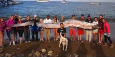 Video zeigt gigantischen Riemenfisch