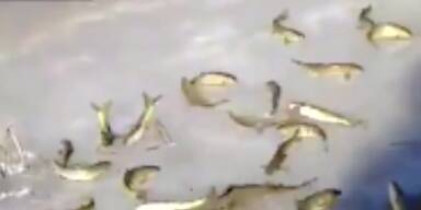 Eine andere Art zu Angeln