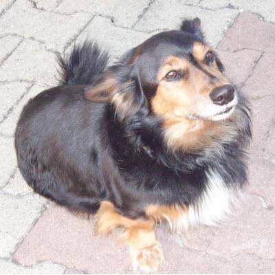 Hundewahl - Lennox, 14 Moante