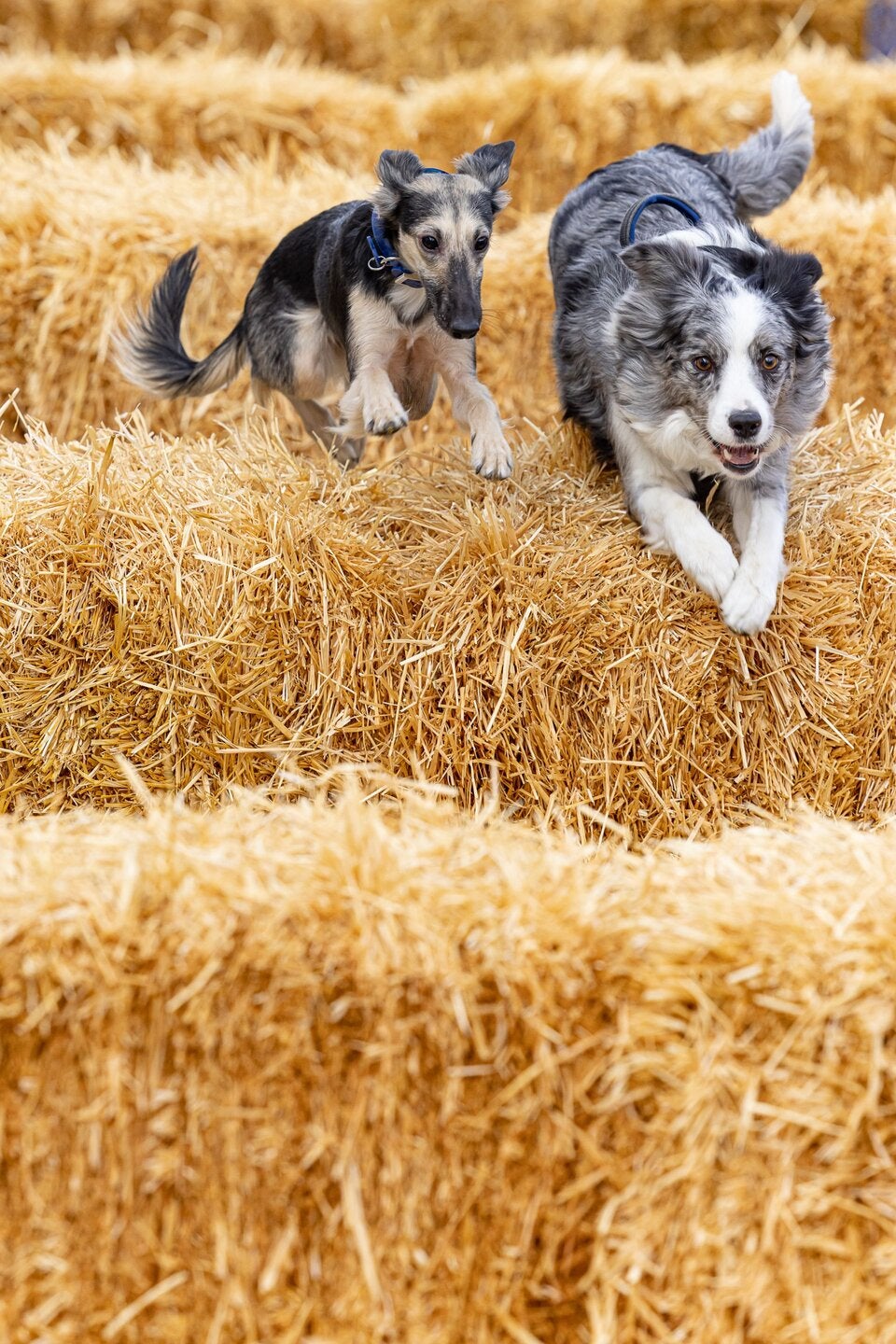 Hunde-Action mit Hundetunen oder Strohballenrennen.