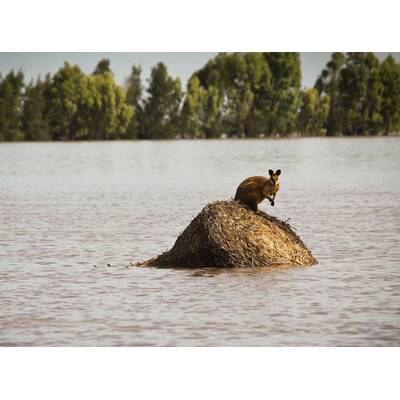 Land unter in Down Under