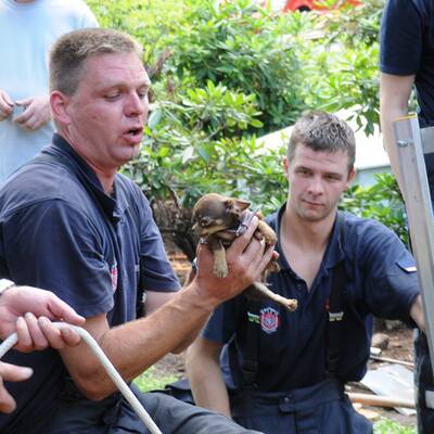 Feuerwehr rettet Chihuahua aus Erdloch