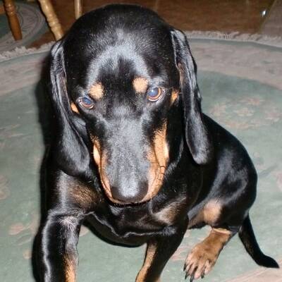 Hundewahl - Lennox, 14 Moante