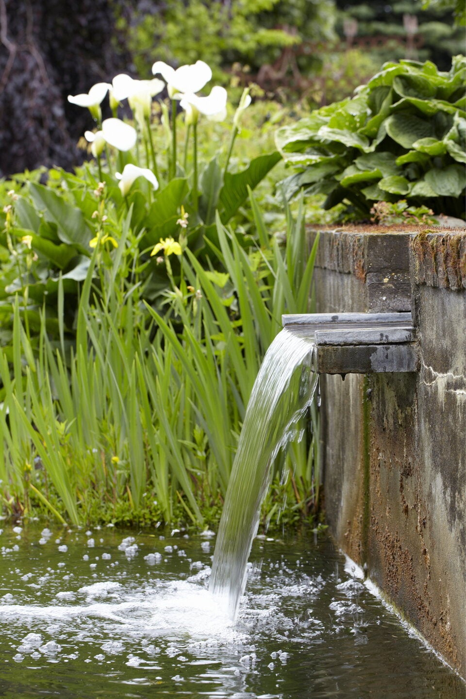 Biotop mit Wasserfall selbst bauen: So gelingts!