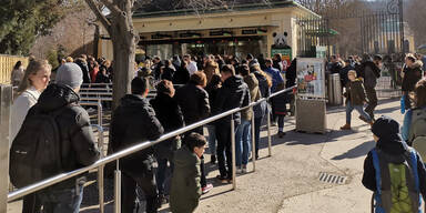 Eisbär Baby Zoo Schönbrunn