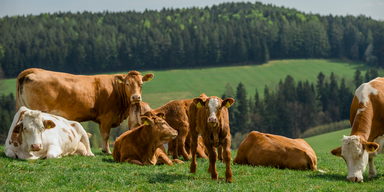BILLA bleibt bei 100 Prozent Frischfleisch aus &Ouml;sterreich