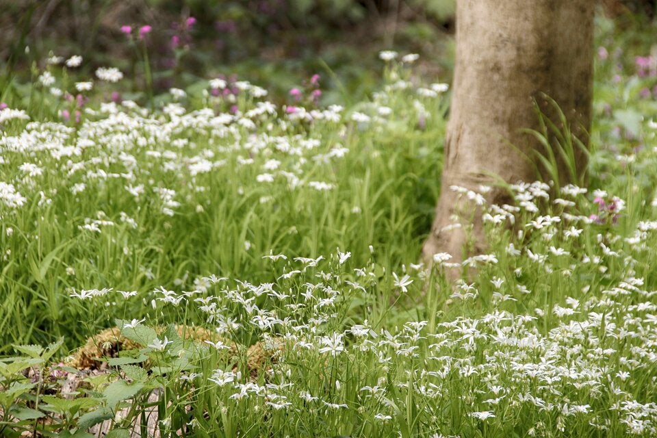 Ostereier suchen im Nationalpark Thayatal