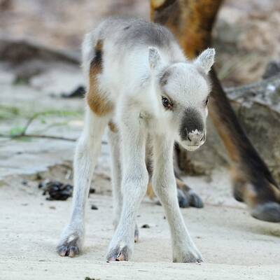 Süßer Rentier-Nachwuchs in Schönbrunn