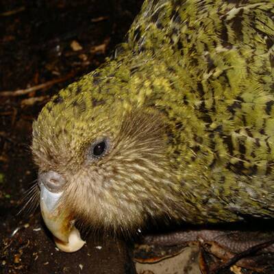 Die hässlichsten Tiere der Welt