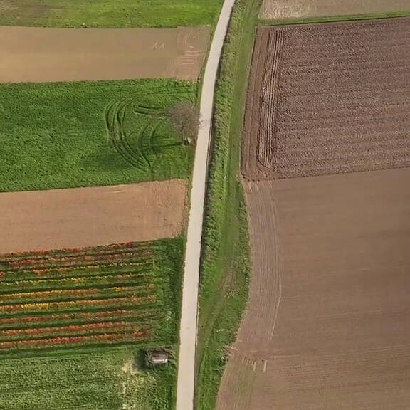 Agrarlandschaft: Nahrungswüste für Bienen