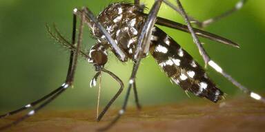 M&uuml;cken-Invasion in Linz