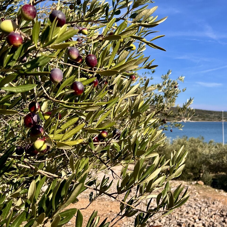Die Olivenernte auf der Insel Krk bleibt ein unvergessliches Erlebnis.