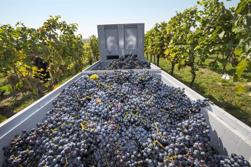 NÖ-Winzerin gehört zu den Besten der Welt