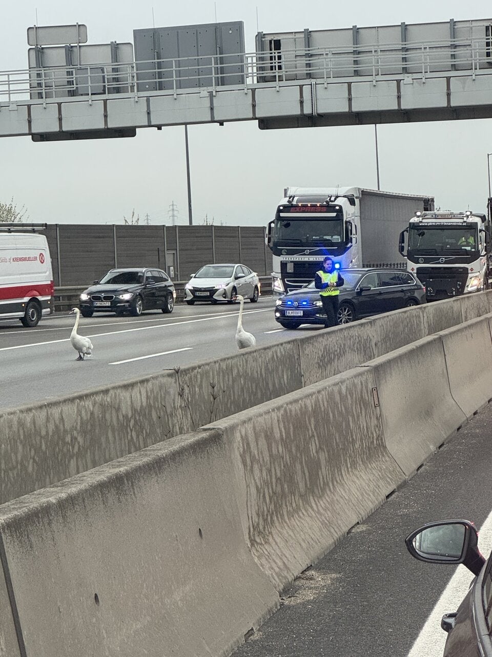 Schwäne auf S1 Polizei-Einsatz