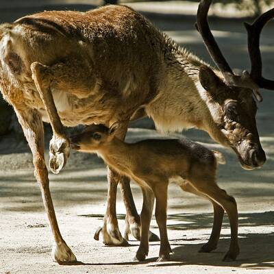 Süßer Rentier-Nachwuchs in Schönbrunn