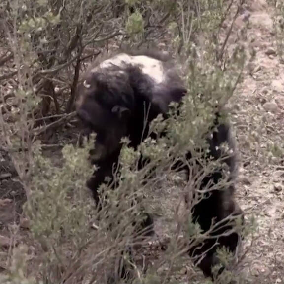 Rückblick: Zweite Chance für Wildtiere