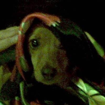 Hundewahl - Lennox, 14 Moante