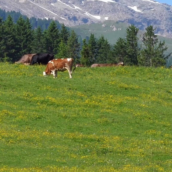 Kuhangriff: Verhaltenstipps bei Alpenwanderungen