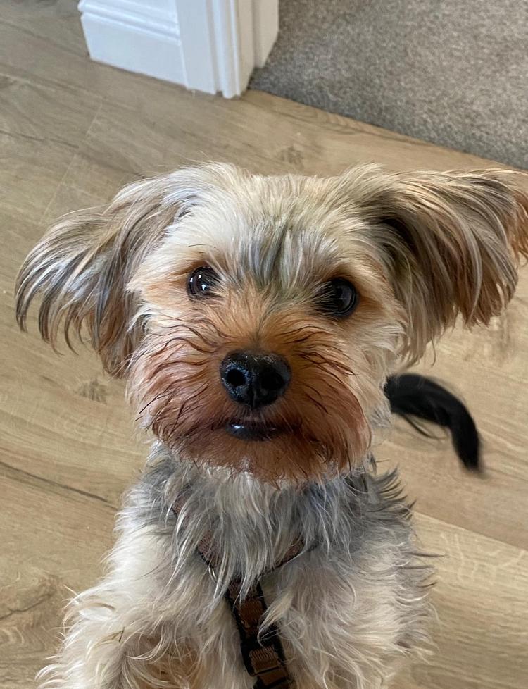 Hund Nano Pottendorf NÖ