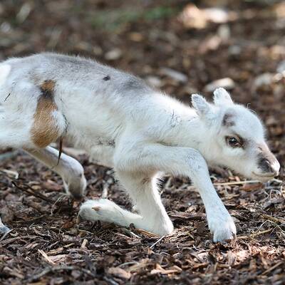 Süßer Rentier-Nachwuchs in Schönbrunn