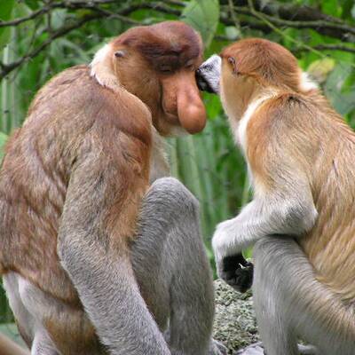 Die hässlichsten Tiere der Welt