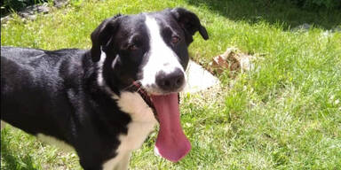 Hund ertränkt