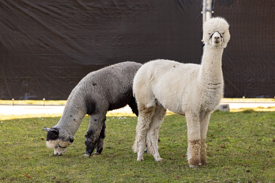 Entzückende Alpakas tummeln sich im Freigelände