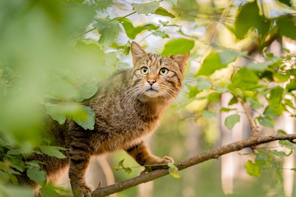 Ostereier suchen im Nationalpark Thayatal