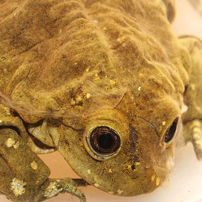 Die hässlichsten Tiere der Welt