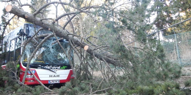 Umfallender Baum trifft Wiener Bus