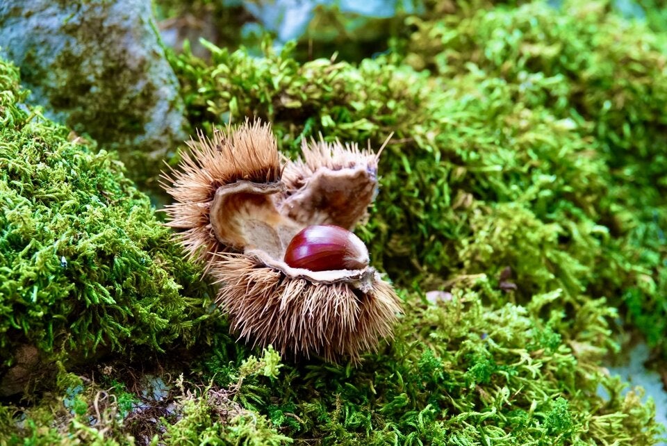 Spezialität. Frische Maroni aus Lovran.