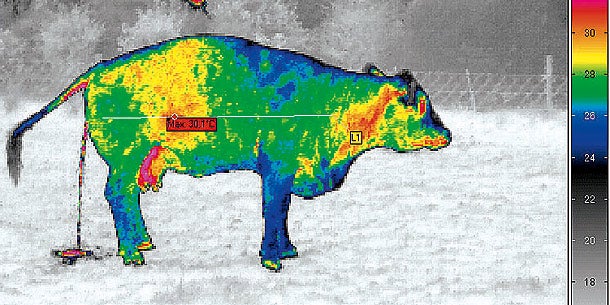 Wärmebild Kuh