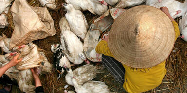 060811_vietnam_vogelgrippe_enten