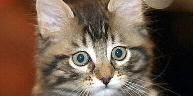 Homöopathie für kranke Katzen