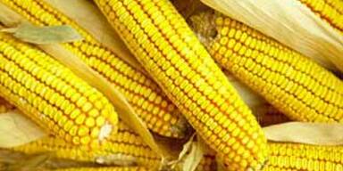 060823_Mais_photos_c_88734a