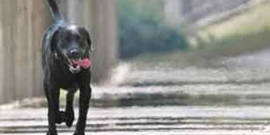 060923_hund_hitze_ap