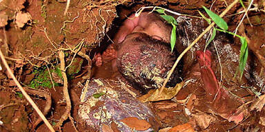 061011_erdloch-baby_APA-EPA