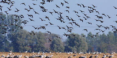 Klimawandel bedroht europäische Vögel