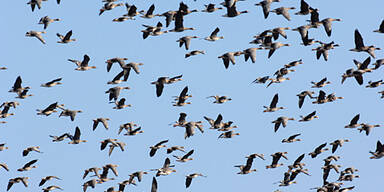 Klimawandel bedroht europäische Vögel